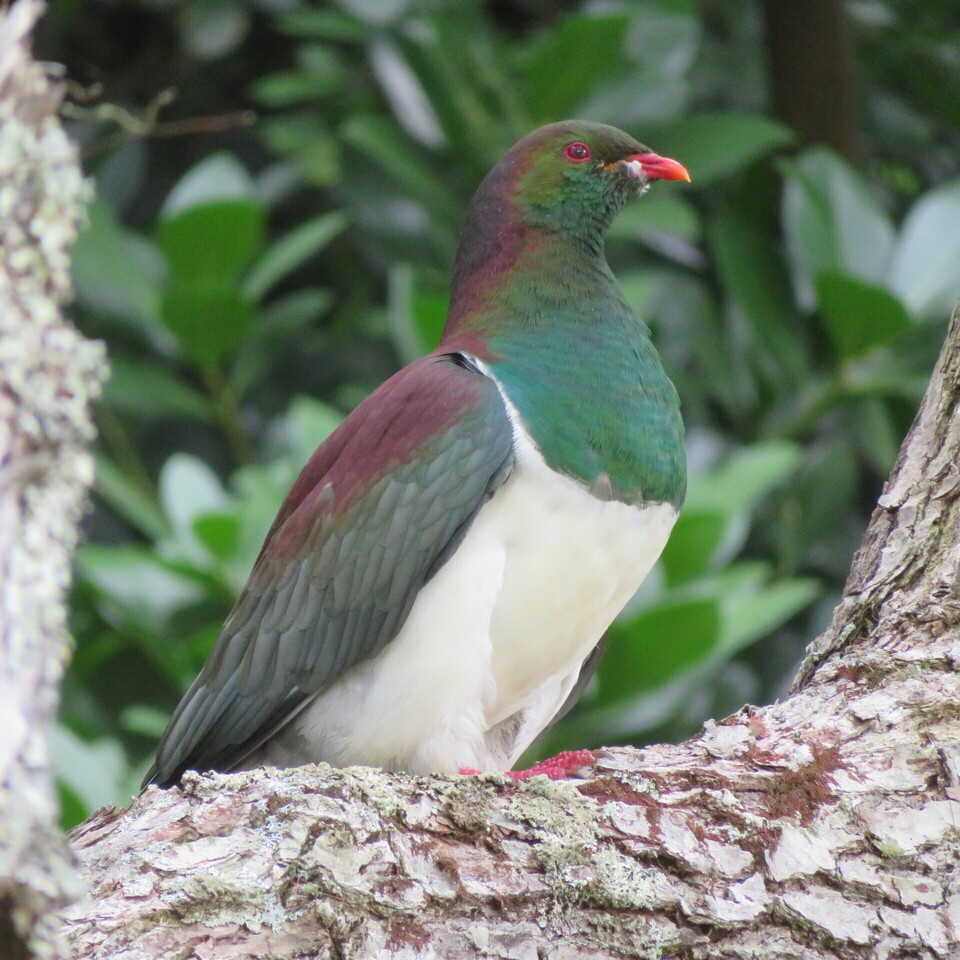 The Beloved Kererū — A Jewel of New Zealand’s Forests